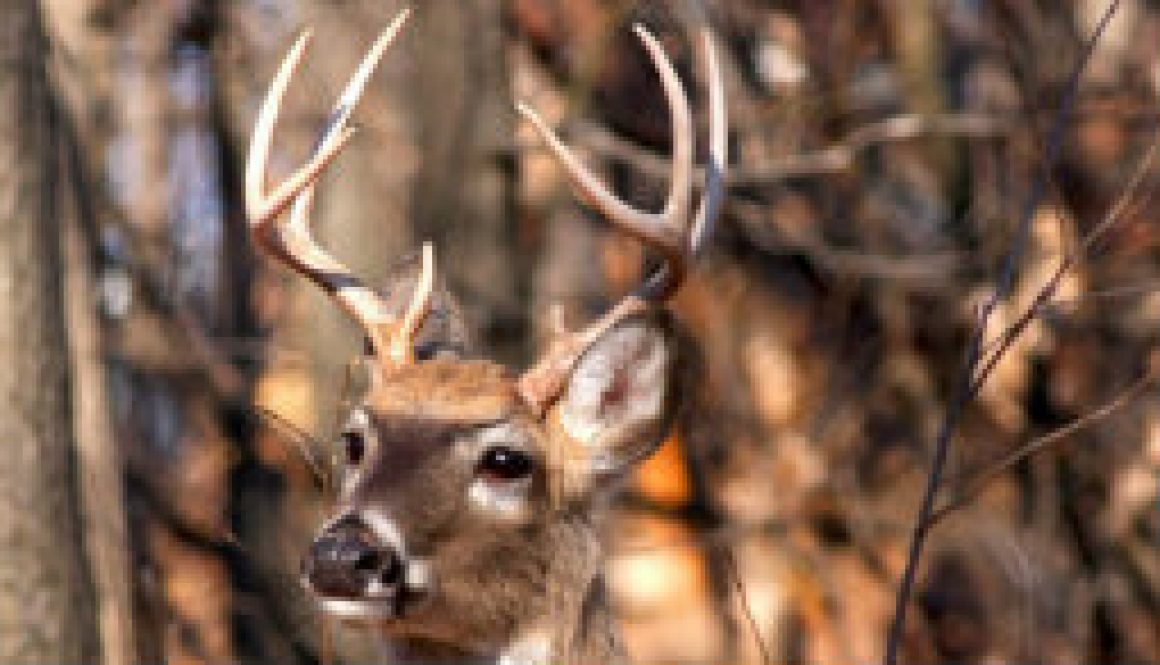 Very nice White Tail deer buck featured Very nice White Tail deer buck featured