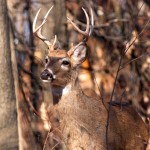 Very nice White Tail deer buck