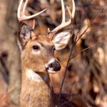 Very nice White Tail deer buck