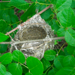 Warbler nest I found this past spring 2009