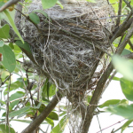 Warbler nest I found this past spring 2009
