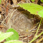 Warbler nest I found this past spring 2009