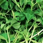 Watercress