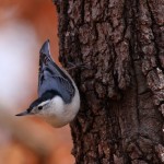 White Breasted Nuthatch