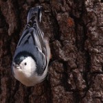 White Breasted Nuthatch