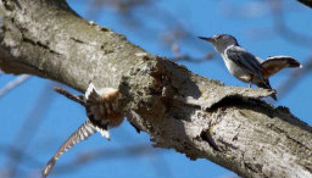 White-breated Nuthatch courtship has begun featured