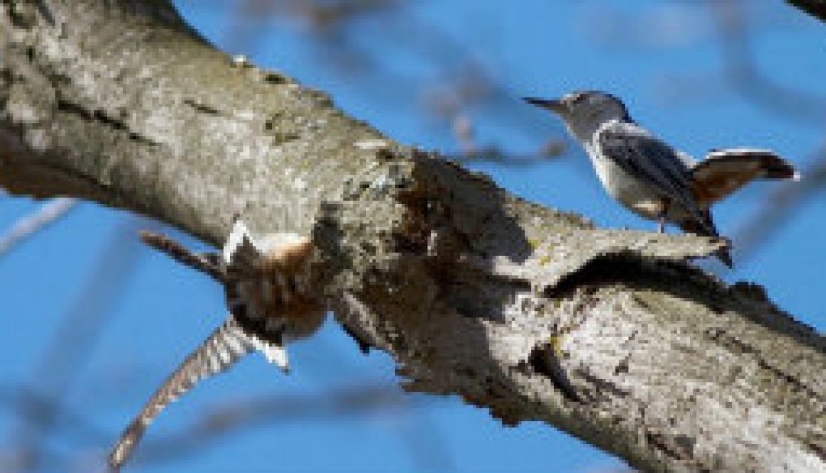 White-breated Nuthatch courtship has begun featured
