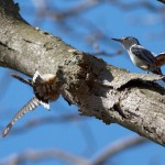 White-breated Nuthatch courtship has begun