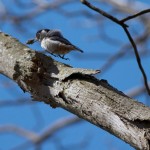 White-breated Nuthatch courtship has begun