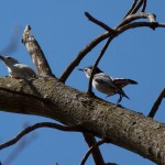 White-breated Nuthatch courtship has begun