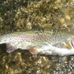 Wild rainbow fishing is very good this late May 2008