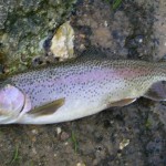 Wild rainbow fishing is very good this late May 2008