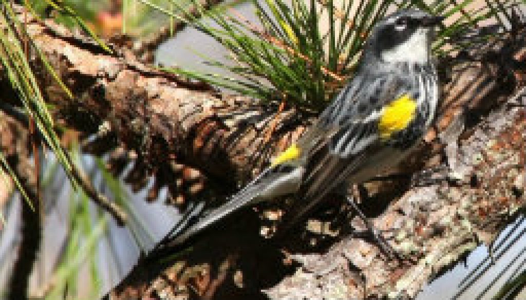 Yellow Rumped Warbler at ROLF in April 2009 featured