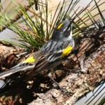 Yellow Rumped Warbler at ROLF in April 2009