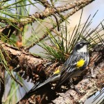 Yellow Rumped Warbler at ROLF in April 2009