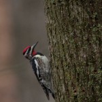 Yellow bellied sapsucker invasion