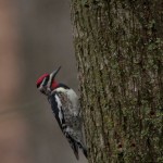 Yellow bellied sapsucker invasion