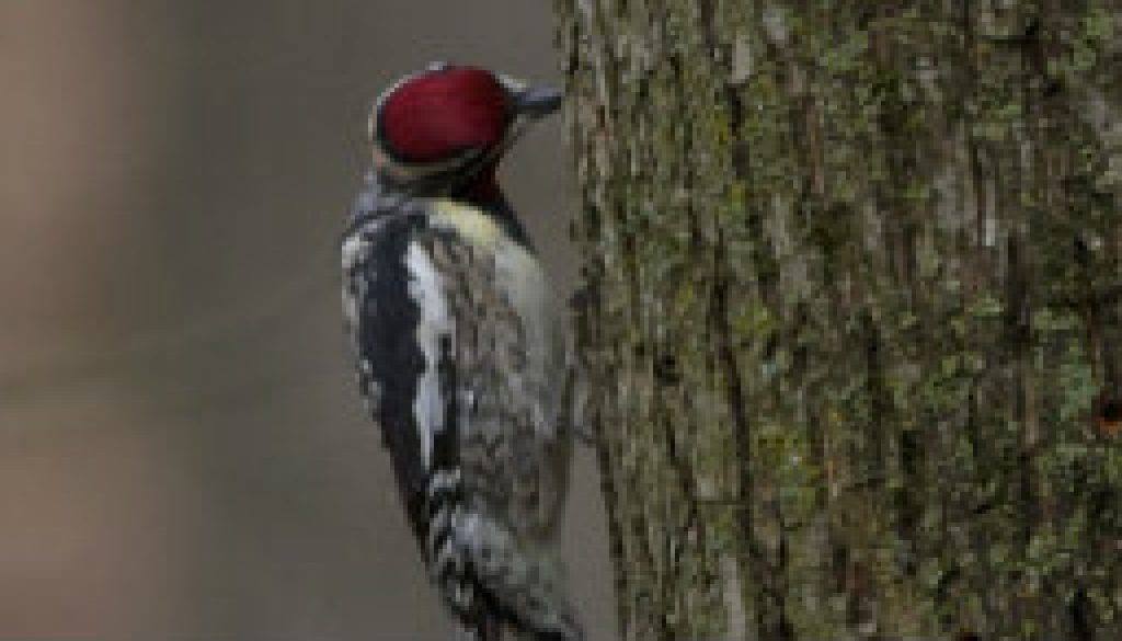 Yellow bellied sapsucker invasion featured