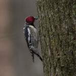 Yellow bellied sapsucker invasion