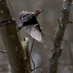 Yellow bellied sapsucker invasion