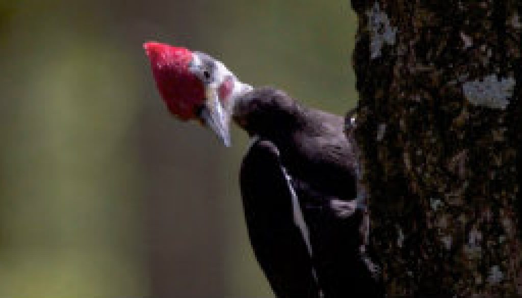 another Pileated Woodpecker featured