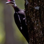 another Pileated Woodpecker