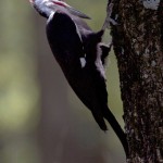 another Pileated Woodpecker