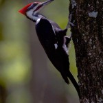 another Pileated Woodpecker