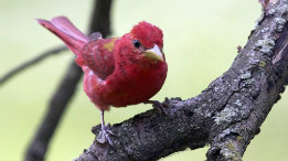 summertanager featured