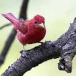 summer tanager