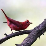 summer tanager