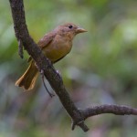 summer tanager