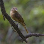 summer tanager