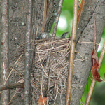 Warbler nest I found this past spring 2009