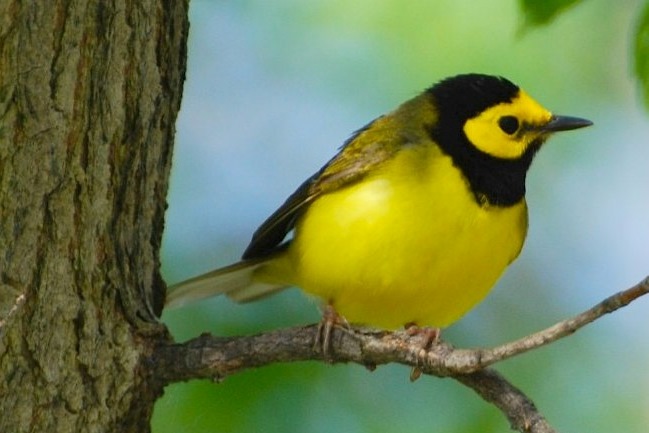 rolf birds Missouri Bird Watching