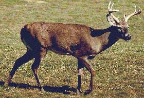 Missouri Ozark Buck whitetail deer
