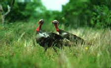 Ozark Turkeys