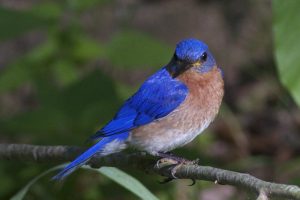 Award-Winning-Bluebird-Photo