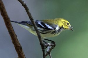 Black-Throated-Green-Warbler-1