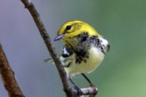 Black-Throated-Green-Warbler-2