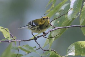 Black-Throated-Green-Warbler-3