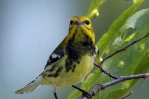 Black-Throated-Green-Warbler-4