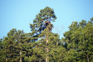 Eagle's Nest tree ... close