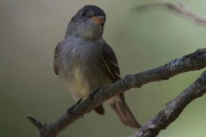 Eastern-Wood-Peewee-in-the-summer-shade2