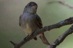 Eastern-Wood-Peewee-in-the-summer-shade2