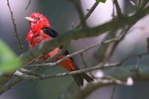 Hot-Days-Ozark-Birds-bathing2