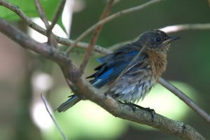 Hot-Days-Ozark-Birds-bathing3