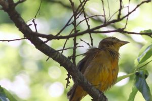 Hot-Days-Ozark-Birds-bathing5