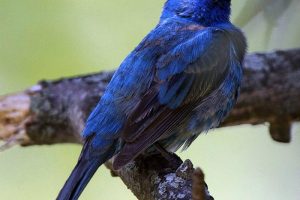 Indigo-Bunting-in-all-his-glory