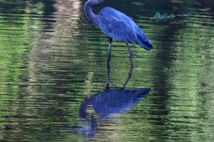 Reflections-Great-Blue-Heron